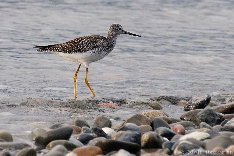 ENE-20080903-0028.jpg - [nl] Grote Geelpootruiter ( Tringa melanoleuca ) | Blow Me Down Provincial Park, Newfoundland, Canada[en] Greater Yellowlegs ( Tringa melanoleuca ) | Blow Me Down Provincial Park, Newfoundland, Canada